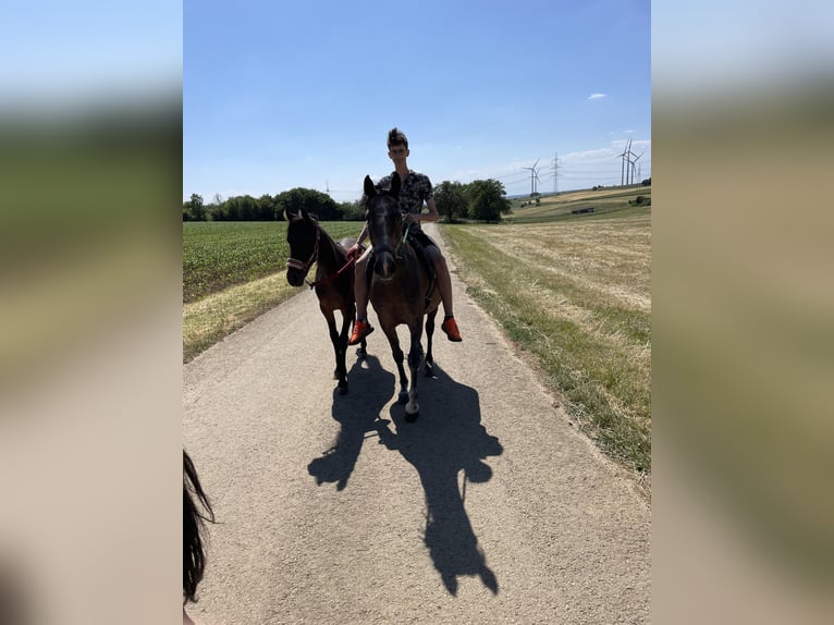 Andalusian Mare 2 years 14,2 hh Brown in Trier