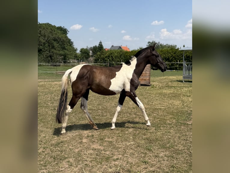 Andalusian Mare 2 years 14.2 hh Tobiano-all-colors in Ballenstedt