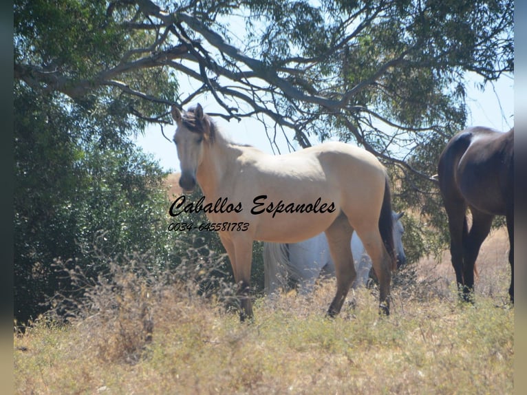 Andalusian Mare 2 years 14.3 hh Dun in Vejer de la Frontera