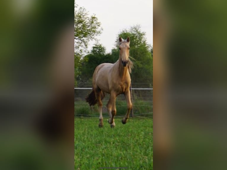 Andalusian Mix Mare 2 years 14,2 hh Palomino in Rhede