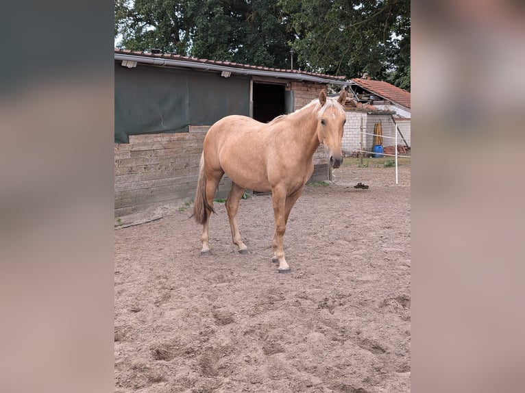 Andalusian Mix Mare 2 years 14,2 hh Palomino in Rhede