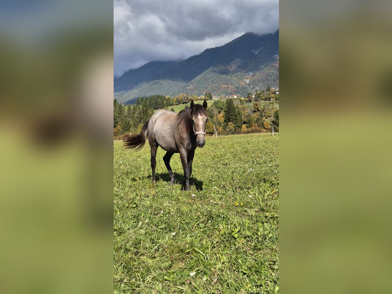 Andalusian Mare 2 years 15,1 hh Brown in Hermagor-Pressegger See