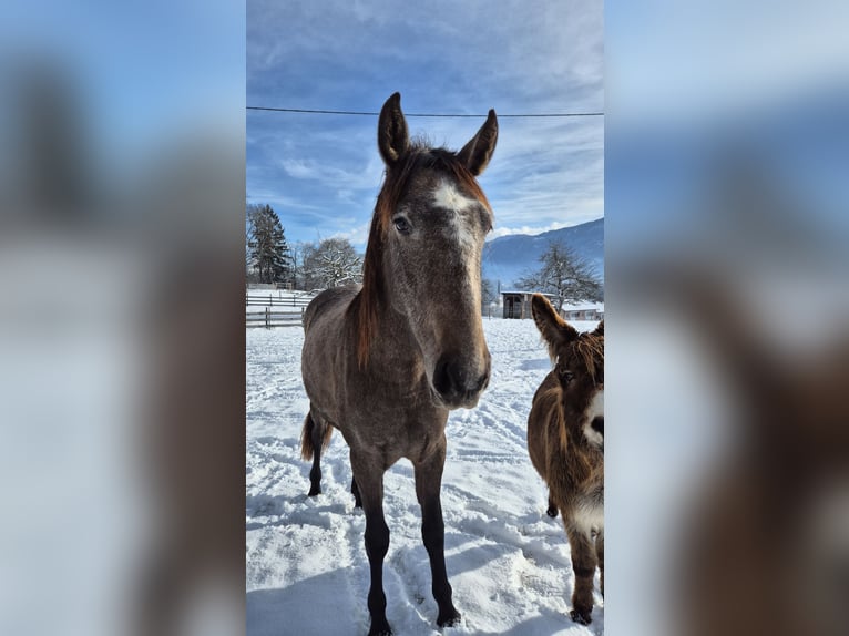 Andalusian Mare 2 years 15,1 hh Brown in Hermagor-Pressegger See