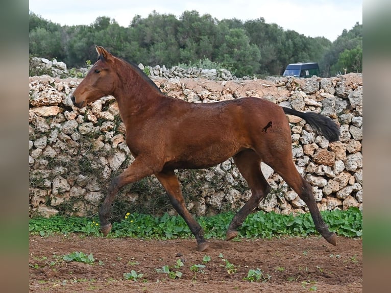 Andalusian Mare 2 years 15.2 hh Brown in Menorca