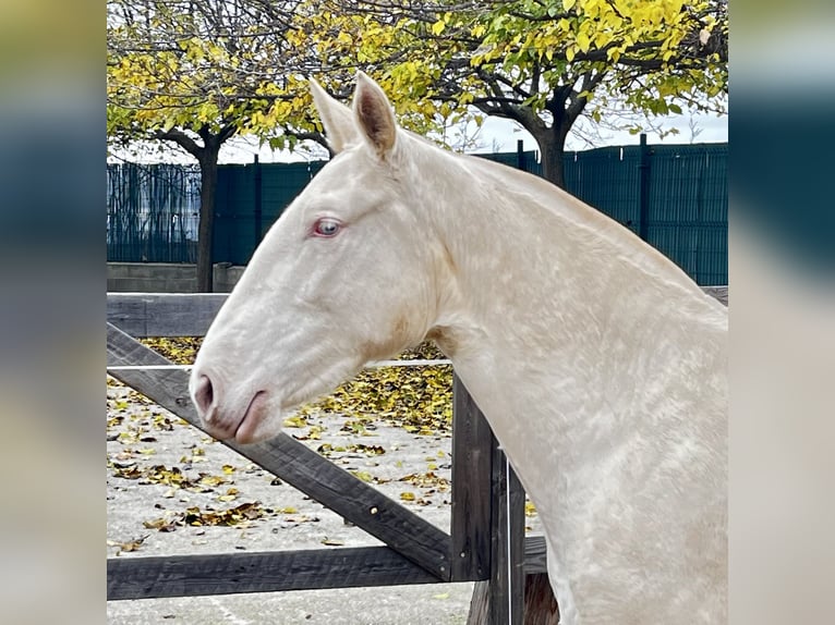 Andalusian Mare 2 years 15.3 hh Perlino in Griñon