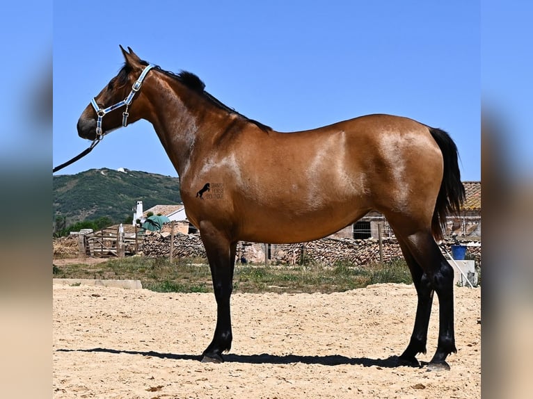 Andalusian Mare 2 years 15 hh Dun in Menorca