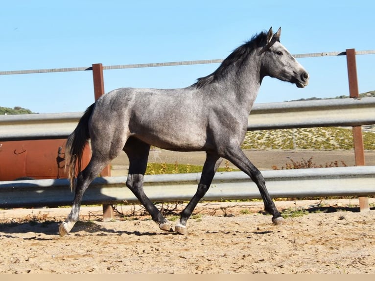 Andalusian Mare 2 years 15 hh Gray in Provinz Cordoba