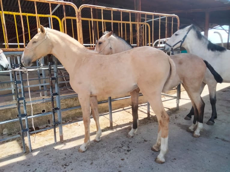 Andalusian Mare 2 years 15 hh Palomino in Valencia