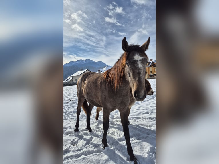 Andalusian Mare 2 years 15,1 hh Brown in Hermagor-Pressegger See