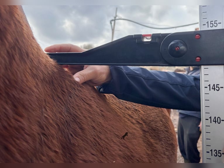 Andalusian Mare 2 years 15,2 hh Brown in Menorca