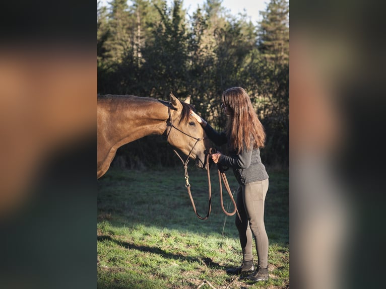 Andalusian Mare 2 years 15,2 hh Dun in Rezay