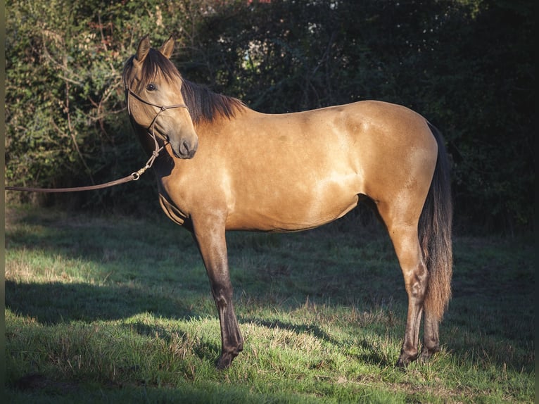 Andalusian Mare 2 years 15,2 hh Dun in Rezay