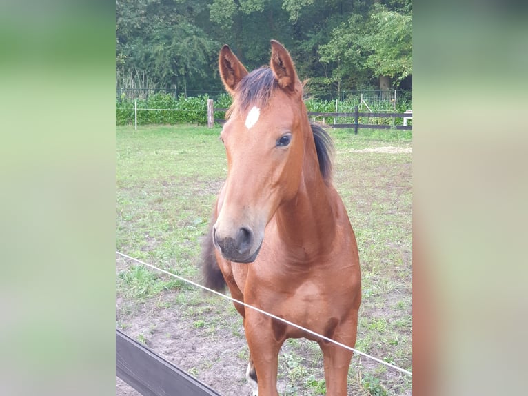 Andalusian Mix Mare 2 years 15,3 hh Brown in Renswoude