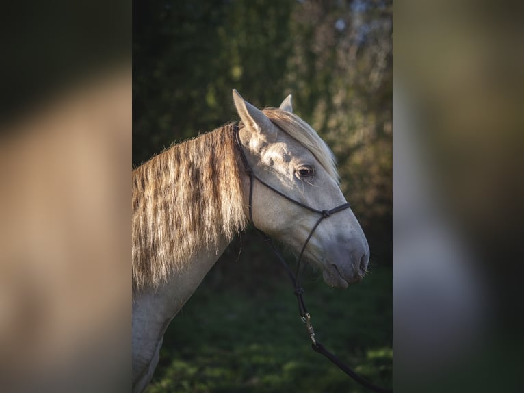 Andalusian Mare 2 years 15,3 hh Pearl in Loye sur Arnon