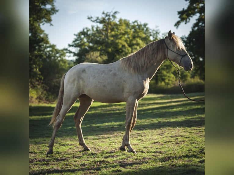 Andalusian Mare 2 years 15,3 hh Pearl in Loye sur Arnon