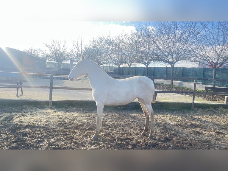 Andalusian Mare 2 years 15,3 hh Perlino in Griñon