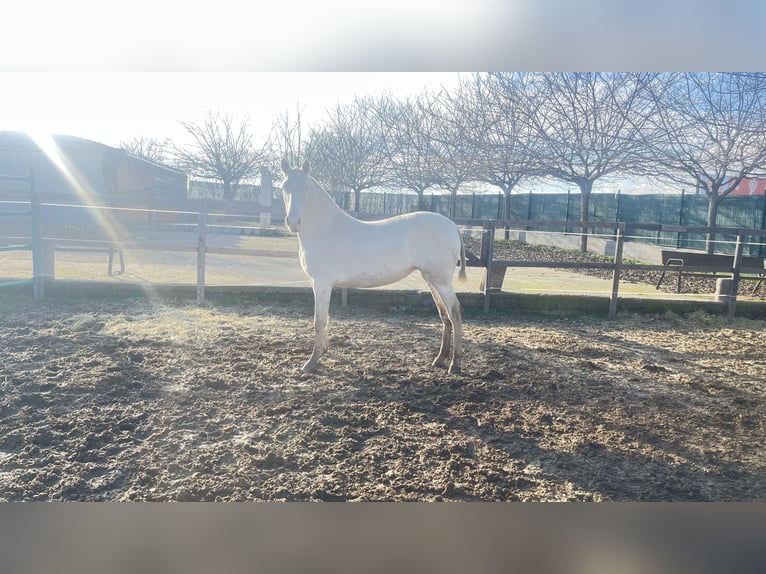 Andalusian Mare 2 years 15,3 hh Perlino in Griñon