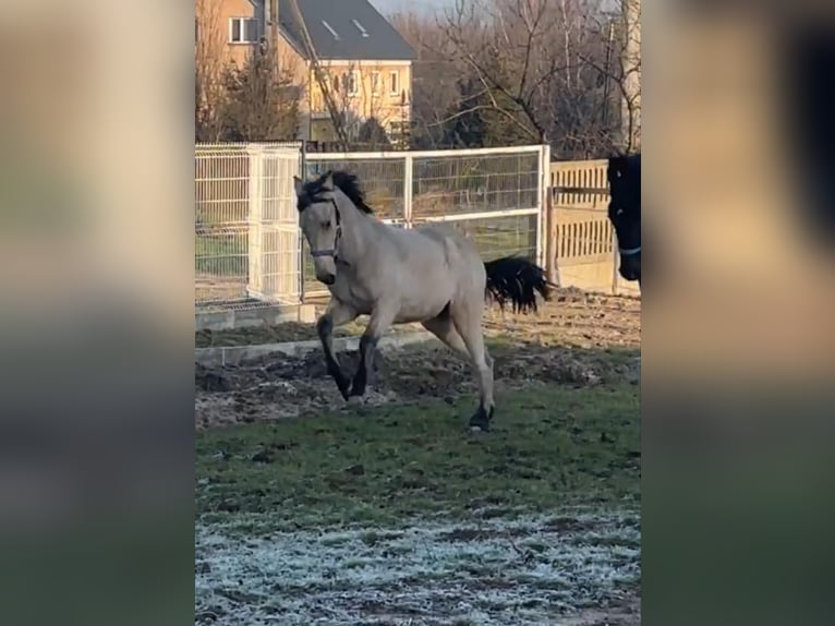 Andalusian Mare 2 years 16,1 hh Dun in Jedrzejow