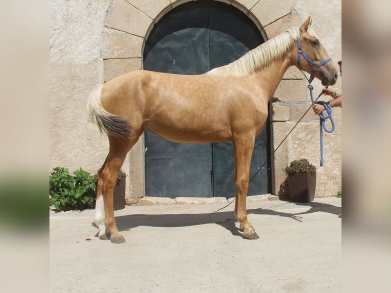 Andalusian Mare 2 years 16,1 hh Palomino in Hamburg Allermöhe