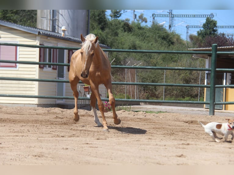 Andalusian Mare 2 years 16,1 hh Palomino in Hamburg Allermöhe