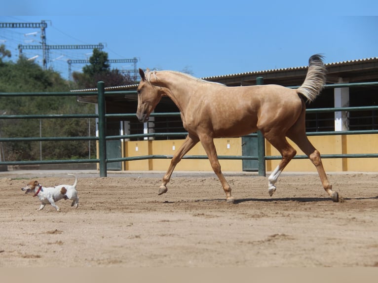 Andalusian Mare 2 years 16,1 hh Palomino in Hamburg Allermöhe