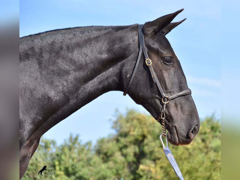 Andalusian Mare 2 years 16 hh Black in Menorca