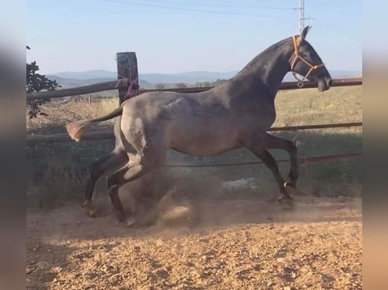 Andalusian Mare 2 years 16 hh Gray in Alicante/Alacant