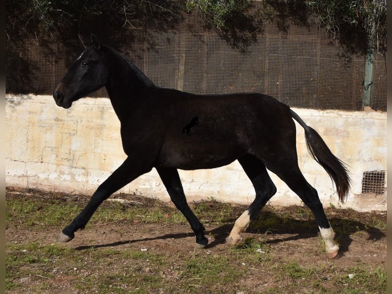 Andalusian Mare 2 years 16 hh Gray in Menorca