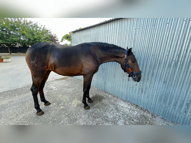 Andalusian Mare 2 years 16,2 hh Bay-Dark in Fuenlabrada Andalusian Mare 2 years 16,2 hh Bay-Dark in Fuenlabrada