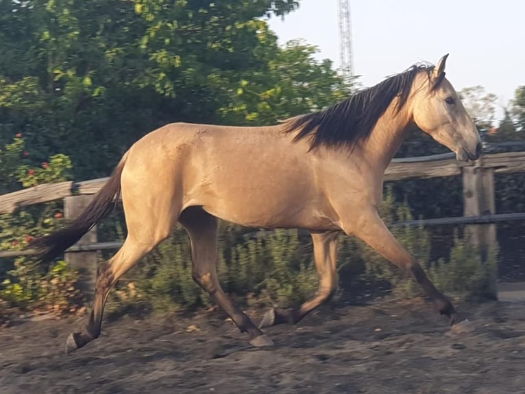 Andalusian Mare 2 years Dun in Adelschlag