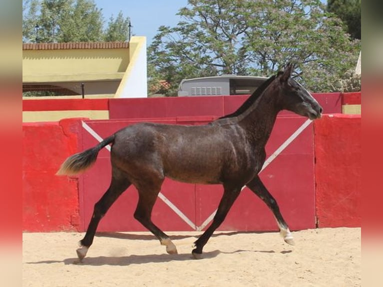 Andalusian Mare 2 years Gray in Badajoz
