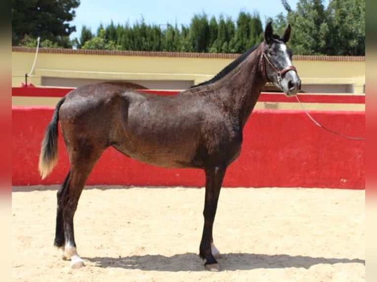 Andalusian Mare 2 years Gray in Badajoz