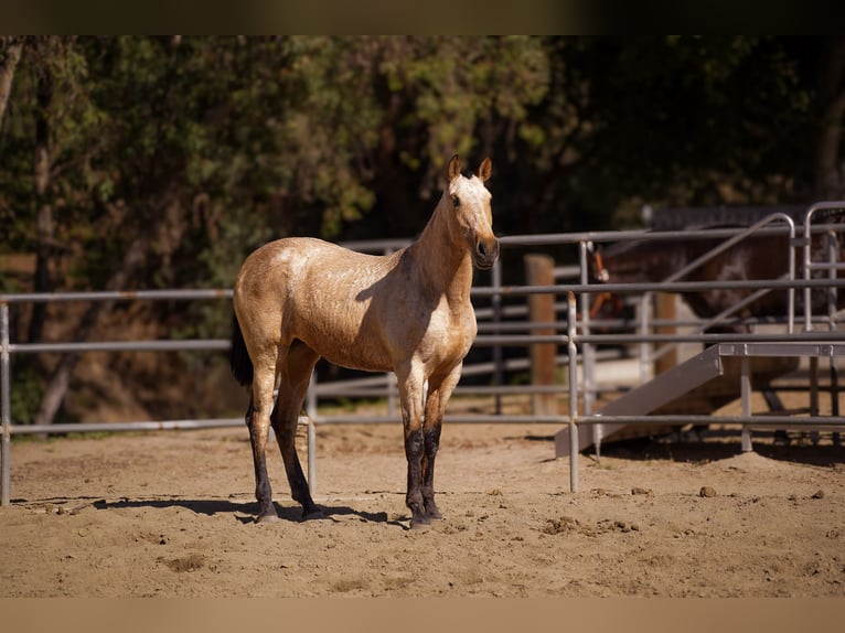 Andalusian Mare 2 years Grey in Norco
