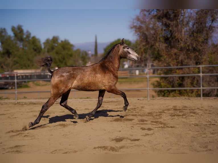 Andalusian Mare 2 years Grey in Norco