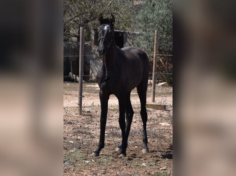 Andalusian Mare 2 years Grey in Mallorca