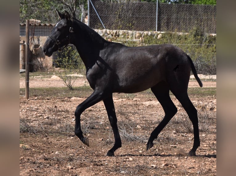 Andalusian Mare 2 years Grey in Mallorca