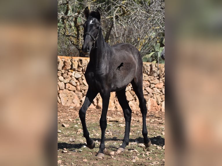 Andalusian Mare 2 years Grey in Mallorca