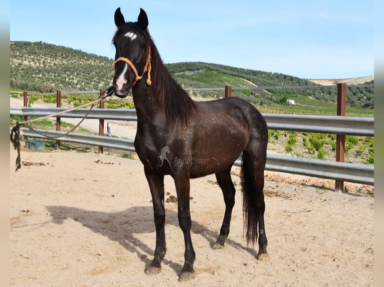 Andalusian Mare 3 years 14,1 hh Black in Provinz Cordoba