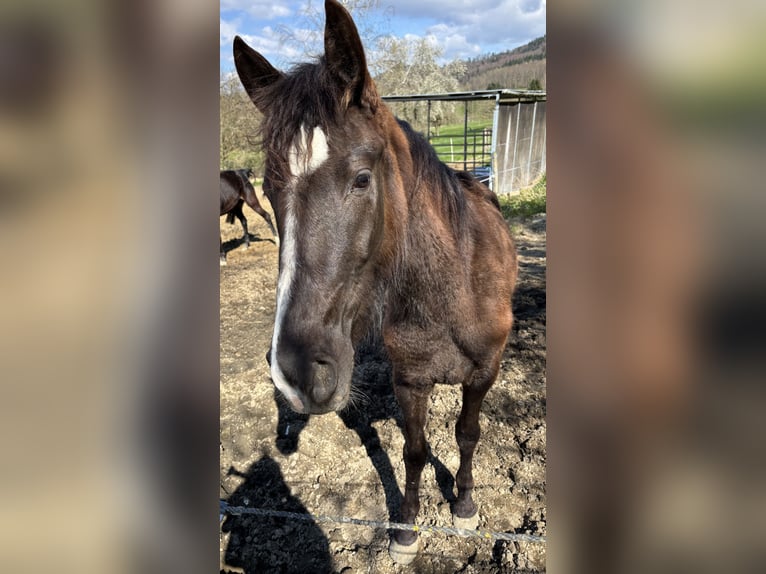 Andalusian Mare 3 years 14,2 hh Black in Bollschweil