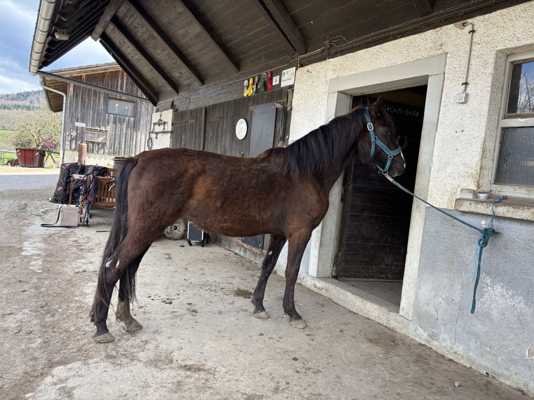 Andalusian Mare 3 years 14,2 hh Black in Bollschweil