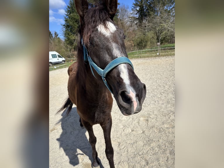 Andalusian Mare 3 years 14,2 hh Black in Bollschweil