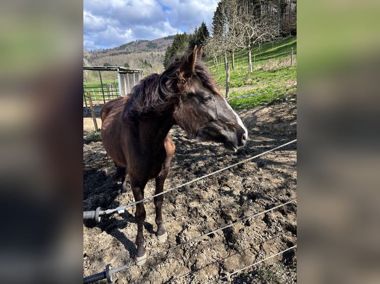 Andalusian Mare 3 years 14,2 hh Black in Bollschweil