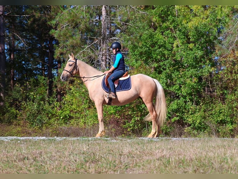 Andalusian Mare 3 years 14.2 hh Palomino in Saint-Pierre-d'Aubézies