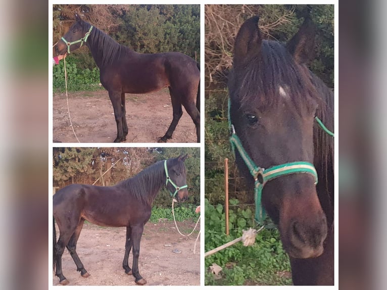 Andalusian Mare 3 years 15,1 hh Black in Chiclana de la Fronterra