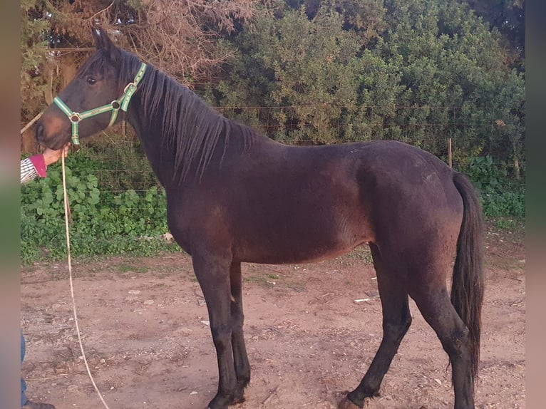 Andalusian Mare 3 years 15,1 hh Black in Chiclana de la Fronterra