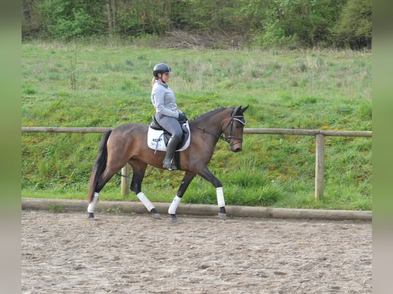 Andalusian Mare 3 years 15,1 hh Brown in Wellheim
