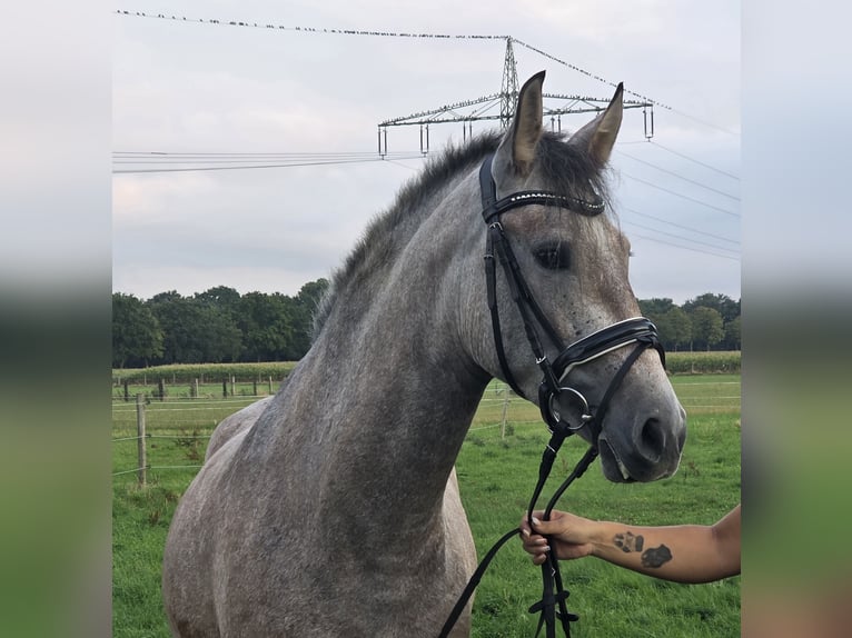 Andalusian Mare 3 years 15.1 hh Brown Falb mold in Wachtendonk