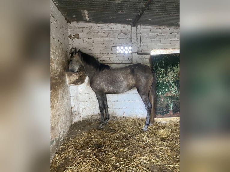 Andalusian Mix Mare 3 years 15,1 hh Gray in Vejer de la Frontera