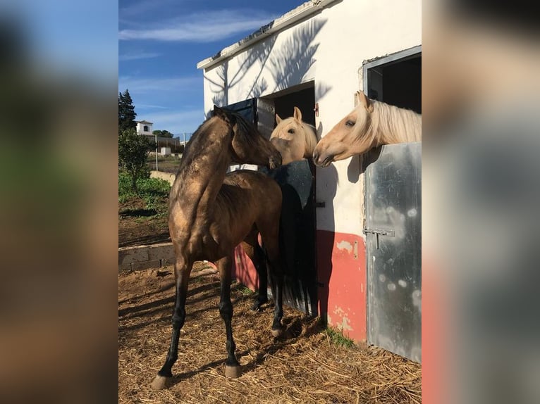 Andalusian Mare 3 years 15,1 hh in Vejer de la Frontera