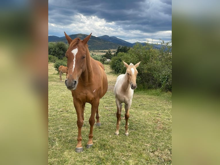 Andalusian Mare 3 years 15,1 hh Palomino in Mijas